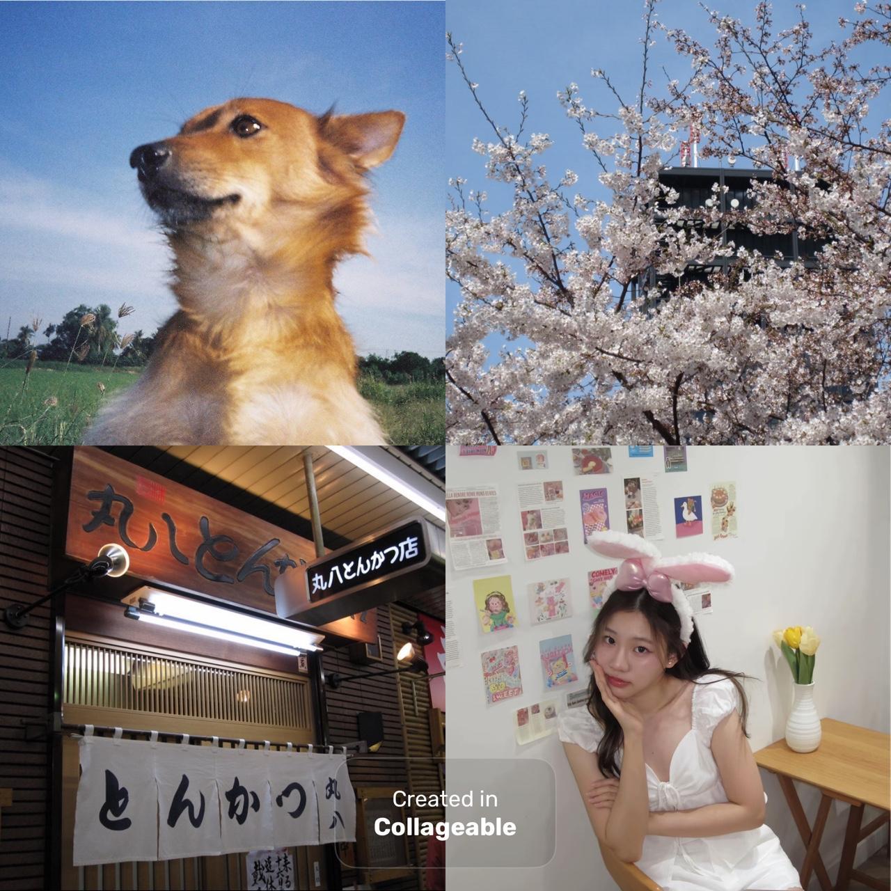 Canon Pink and Purple Cameras-and-accessories